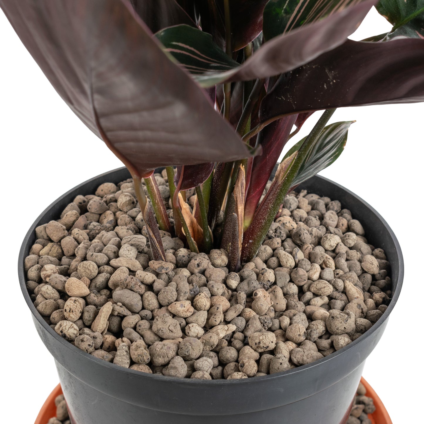 Expanded Clay Aggregate, Hydroponic Plant Growing Pebbles,Grade 4-8mm