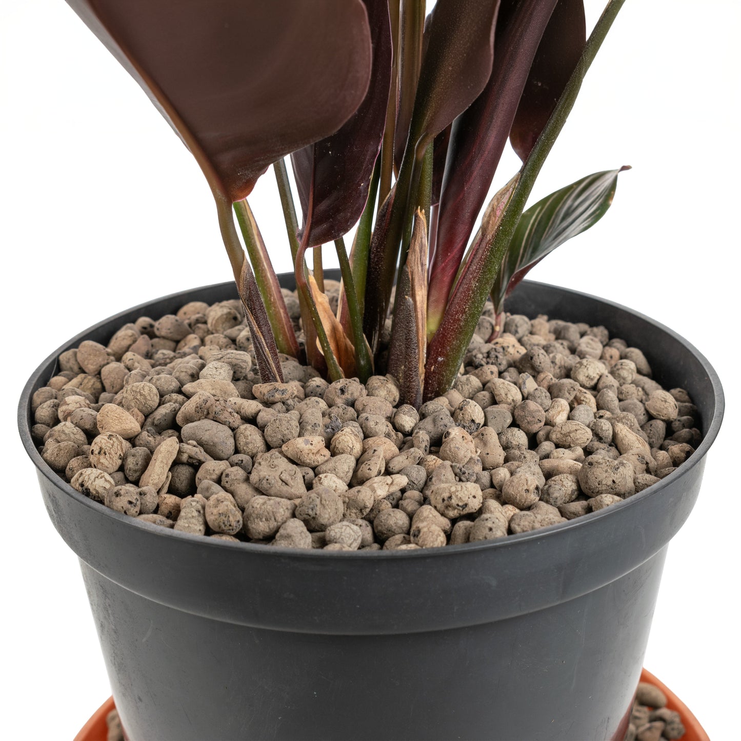 Expanded Clay Aggregate, Hydroponic Plant Growing Pebbles,Grade 4-8mm