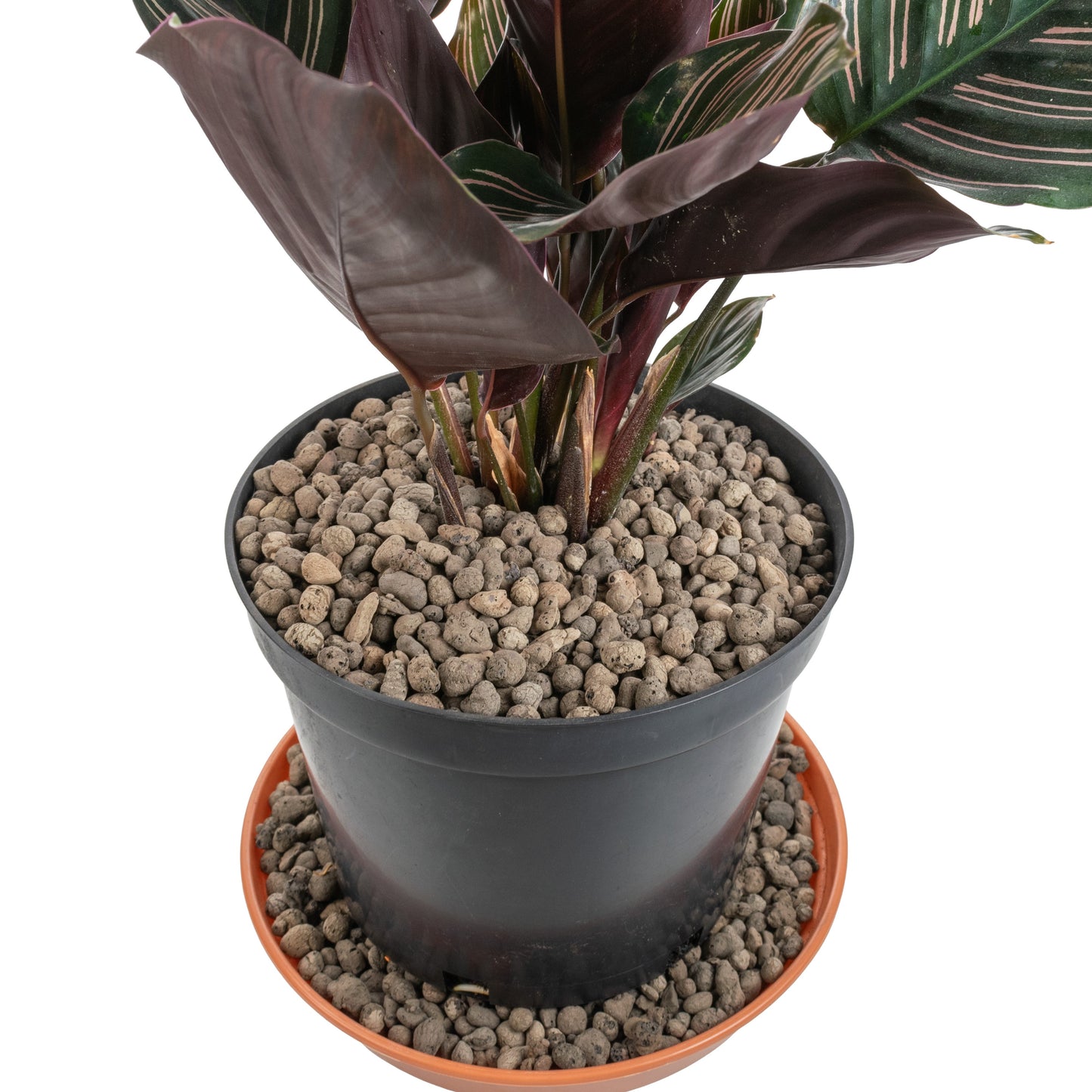 Expanded Clay Aggregate, Hydroponic Plant Growing Pebbles,Grade 4-8mm