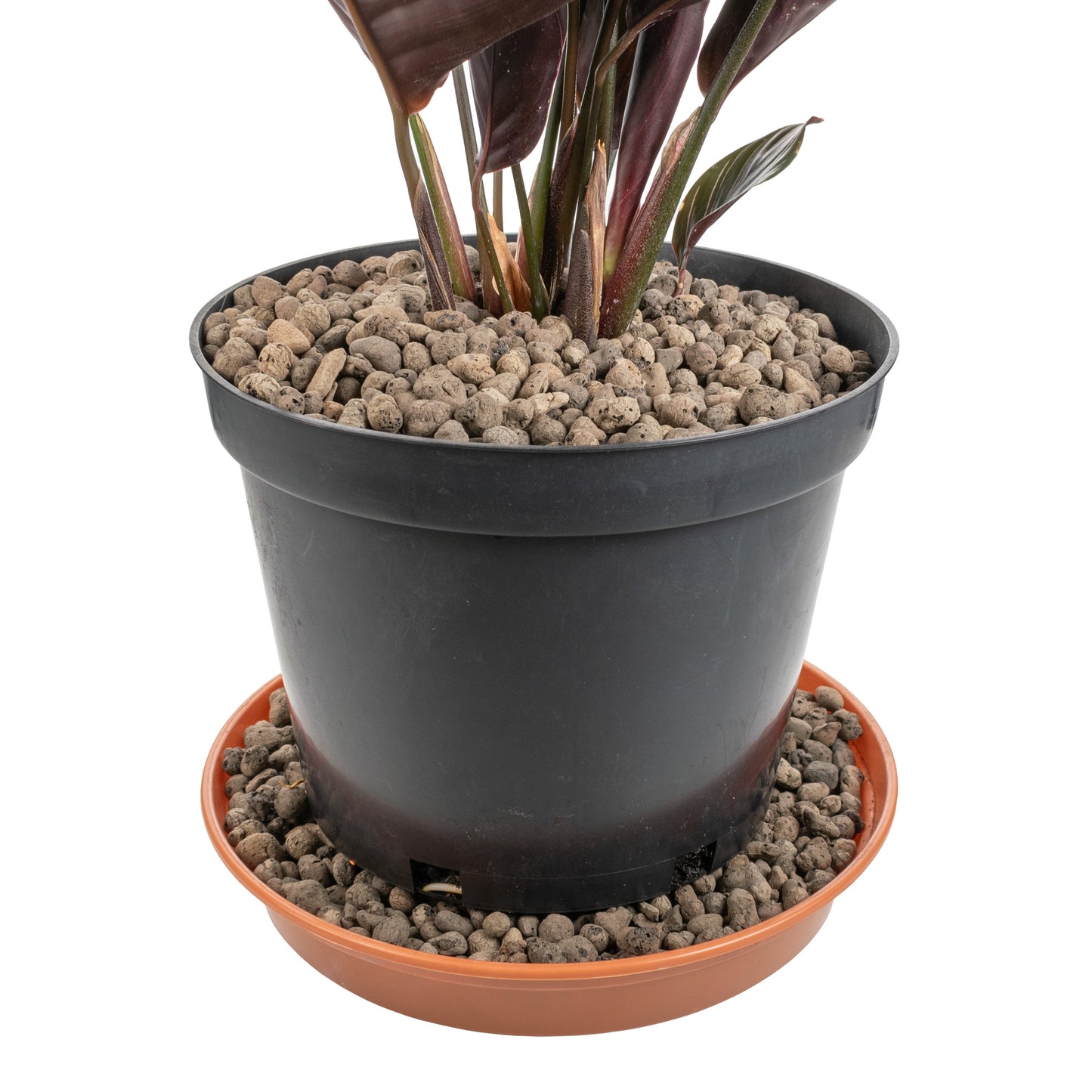 Expanded Clay Aggregate, Hydroponic Plant Growing Pebbles,Grade 4-8mm