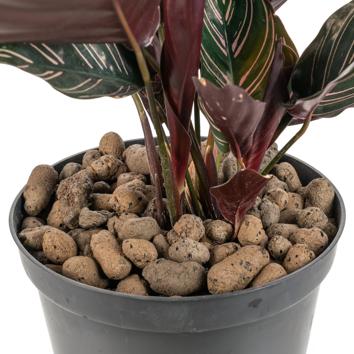Expanded Clay Aggregate, Hydroponic Plant Growing Pebbles, Grade 8-16mm