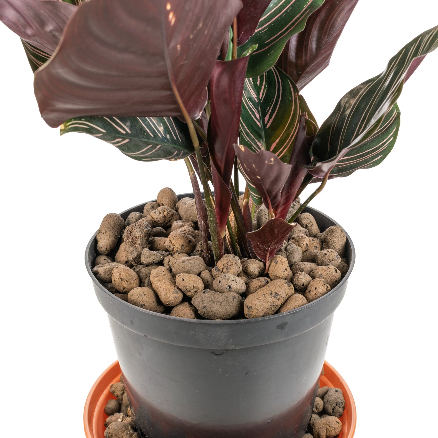 Expanded Clay Aggregate, Hydroponic Plant Growing Pebbles, Grade 8-16mm
