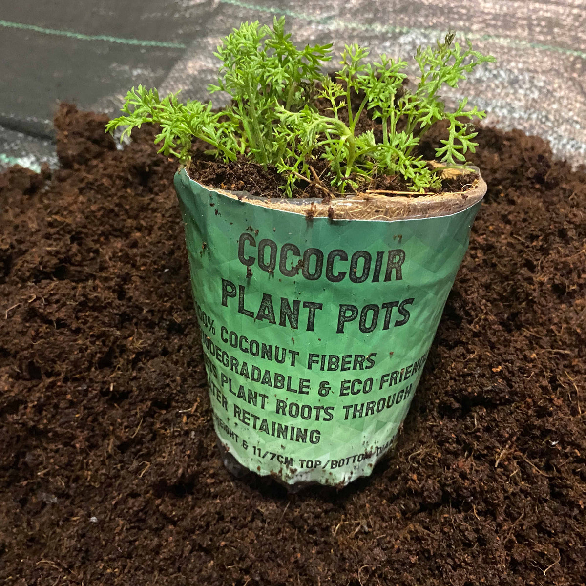 Natural Coir Growing Pot – 11cm Top × 12cm High
