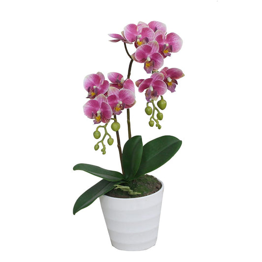 Double Branched Phalaenopsis 40cm