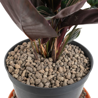 Expanded Clay Aggregate, Hydroponic Plant Growing Pebbles,Grade 4-8mm