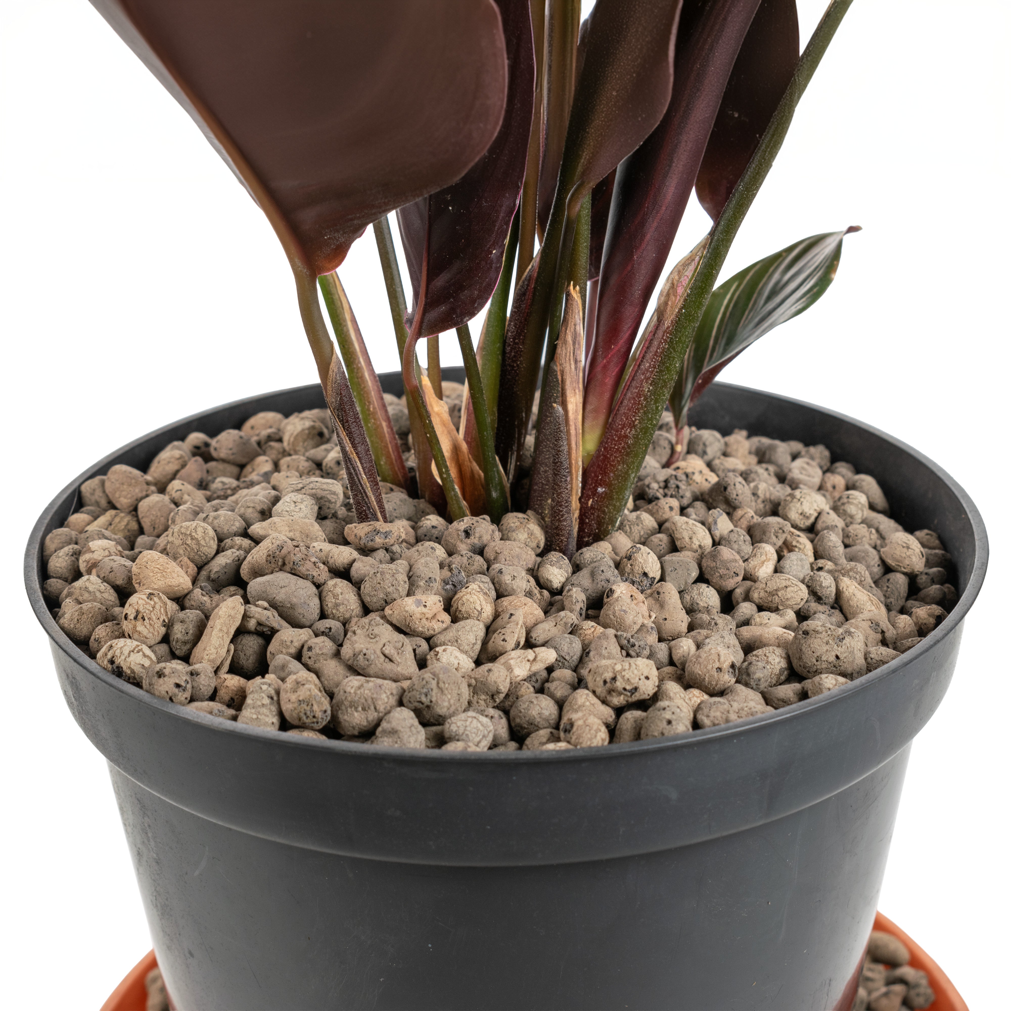 Growing Aggregation Expanded Clay Aggregate, Hydroponic Plant Growing Pebbles,Grade 4-8mm ...