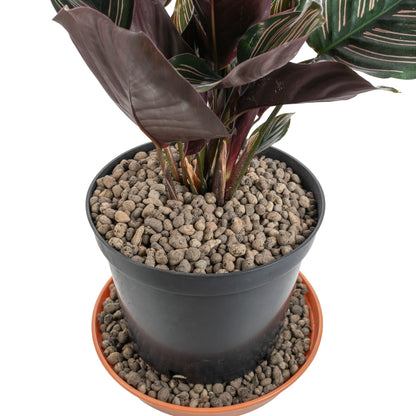 Expanded Clay Aggregate, Hydroponic Plant Growing Pebbles,Grade 4-8mm