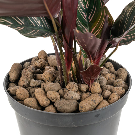 Expanded Clay Aggregate, Hydroponic Plant Growing Pebbles, Grade 8-16mm