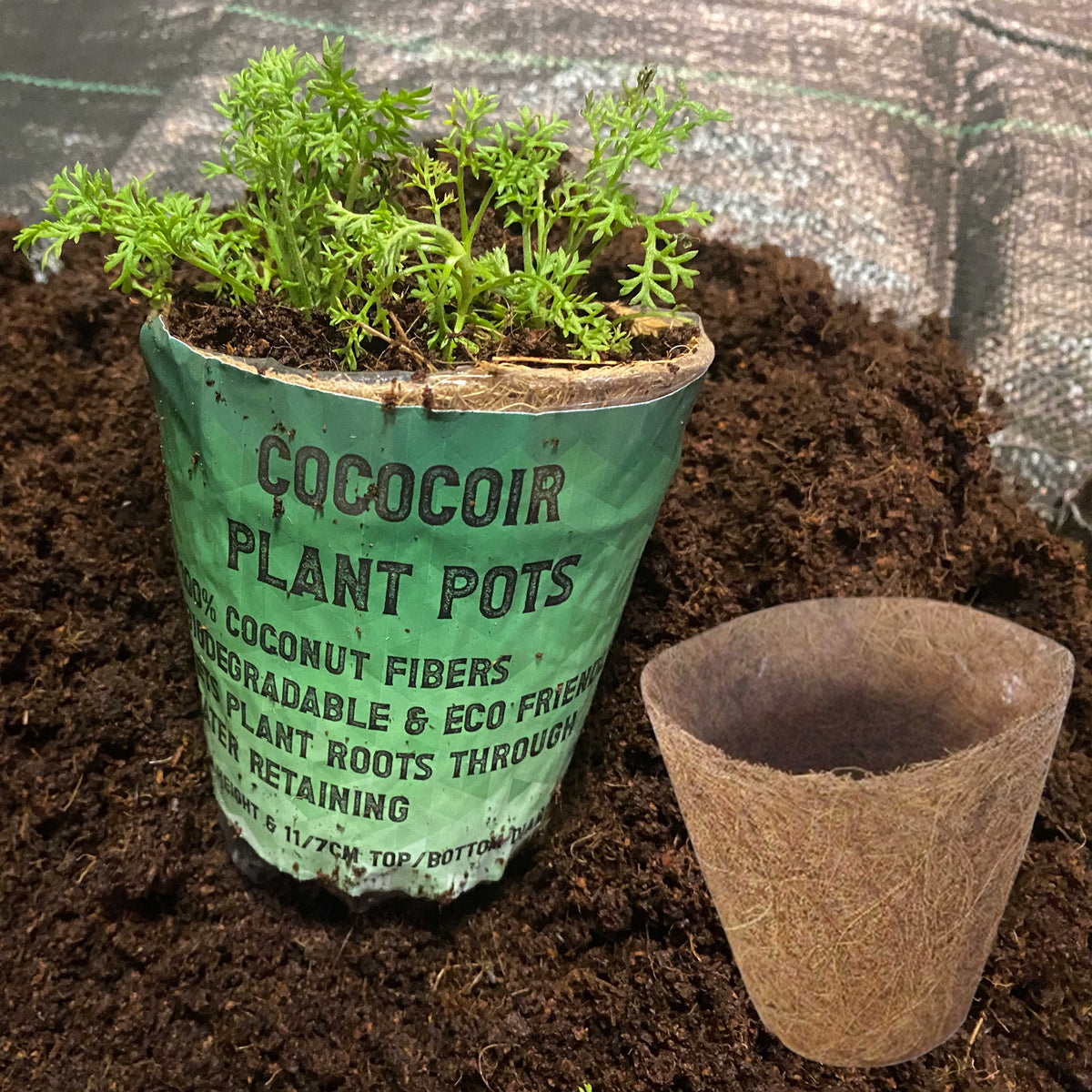 Natural Coir Growing Pot – 11cm Top × 12cm High; supplied product shown.