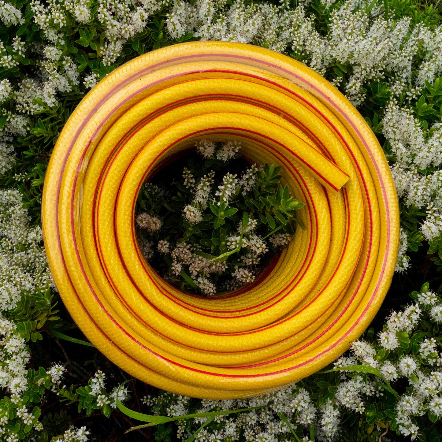 Yellow 6-Layer Heavy Duty 1/2" Hose Pipe (1m - 100m)