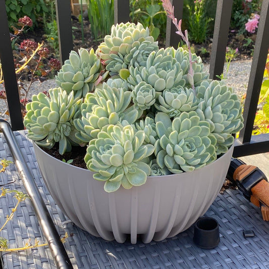 Mira Bowl Plant Pot with Insert and Drainage Hole, Grey